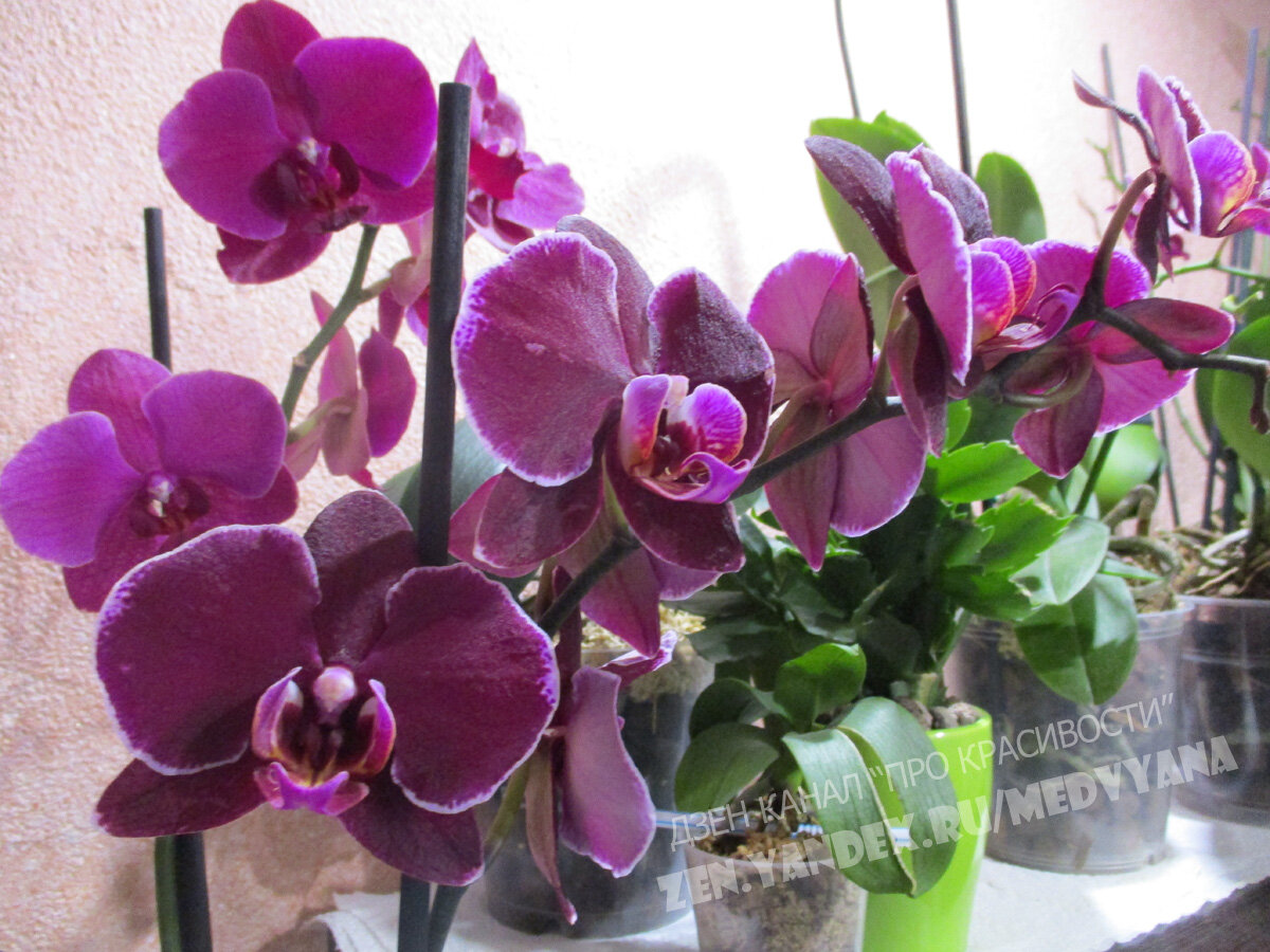 Подкормки для орхидей: чем, когда и сколько