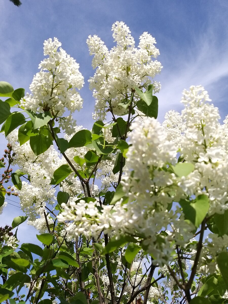 Сирень белая.