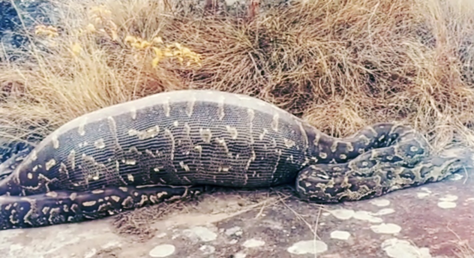 На фото питон с крокодилом в животе