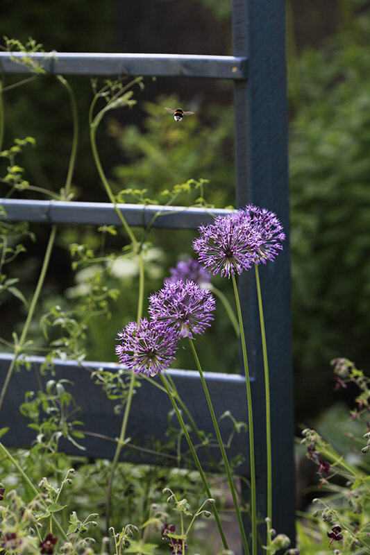 Лук, клематис
