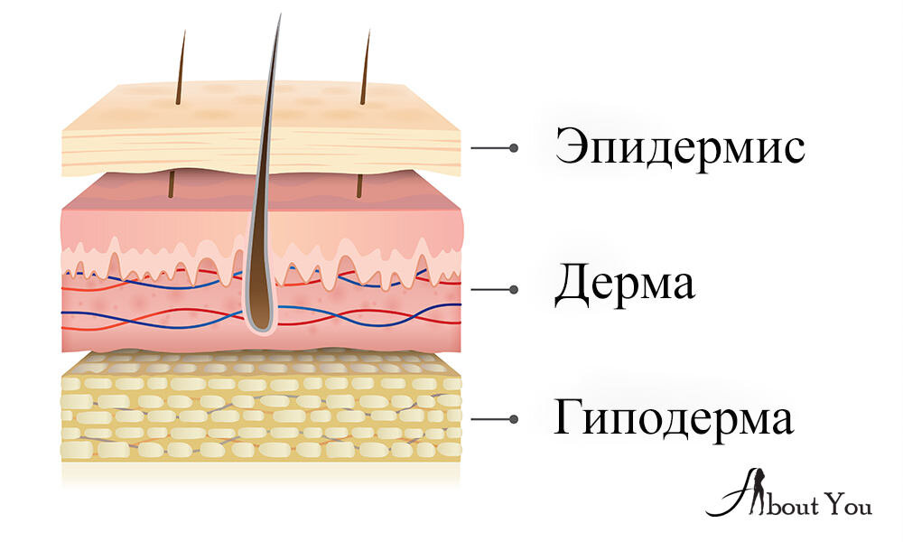 Эпидермис гиподерма