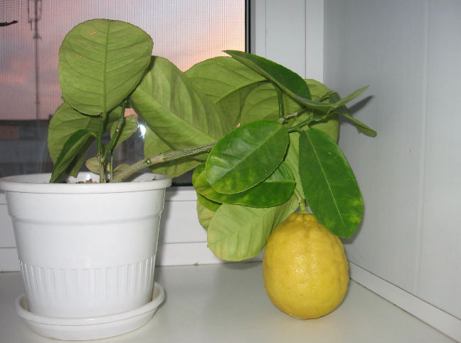 Фотография взята из источника ssdosug.ru