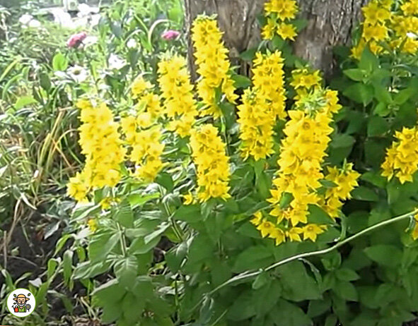 Вербейник точечный