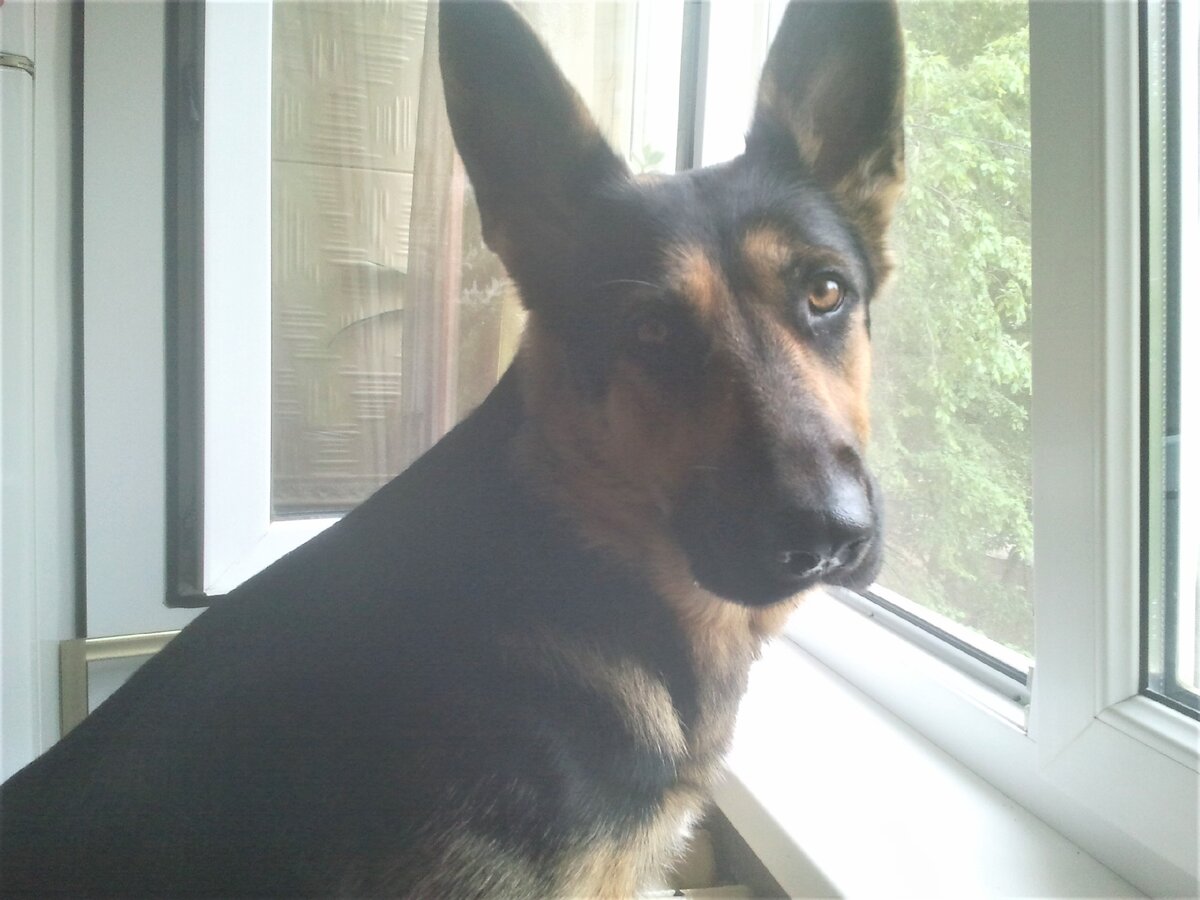 Кейси, год и 8 месяцев