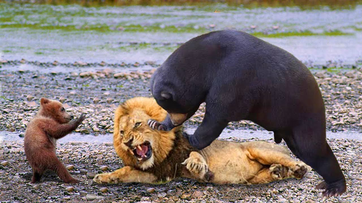 Нападение животных. Медведь Гризли против тигра. Медведь Гризли против Льва.