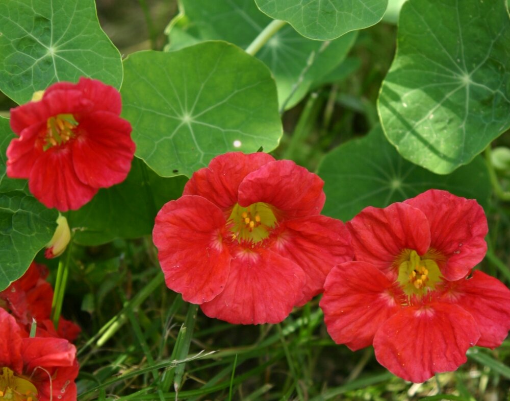 Сорта бордовой настурции: список названий с фото и отзывами садоводов