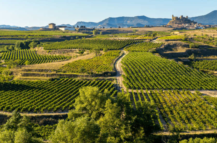 Вид на виноградники в Ла-Риоха, Испания