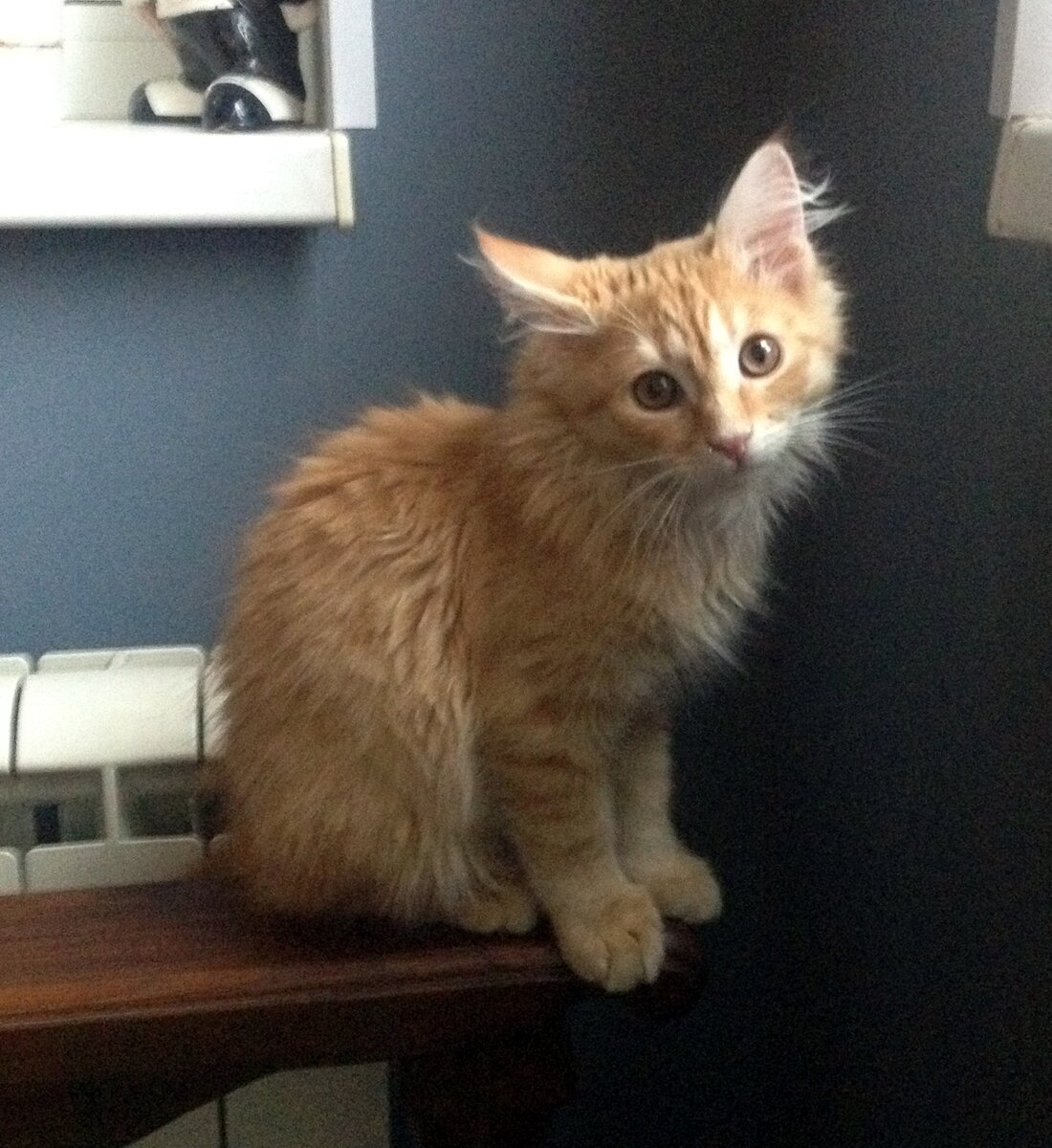 Тот самый котёнок.