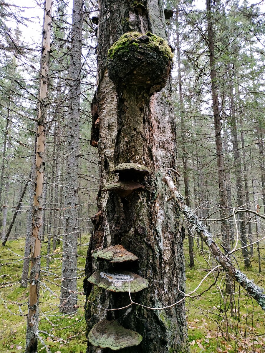 Болота, буреломы, мшанники... птиц не слышно