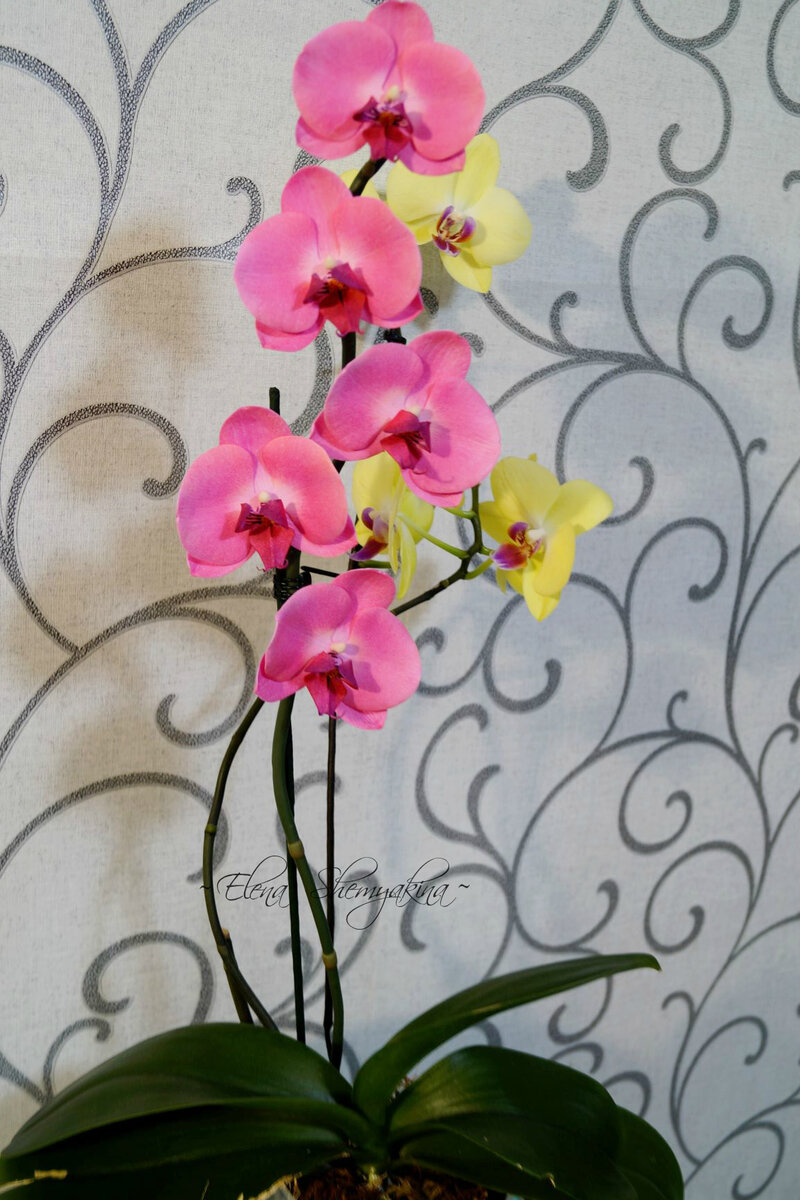 Орхидеи из мастики - 65 фото