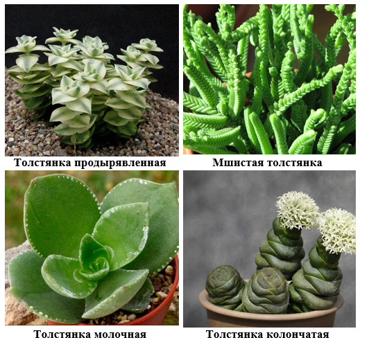 Суккуленты места обитания приспособления примеры растений Комнатные растения в интерьере школы online presentation