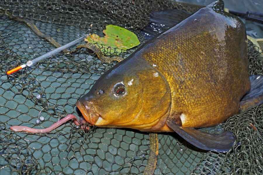 Источник фото: fishcam-store.ru