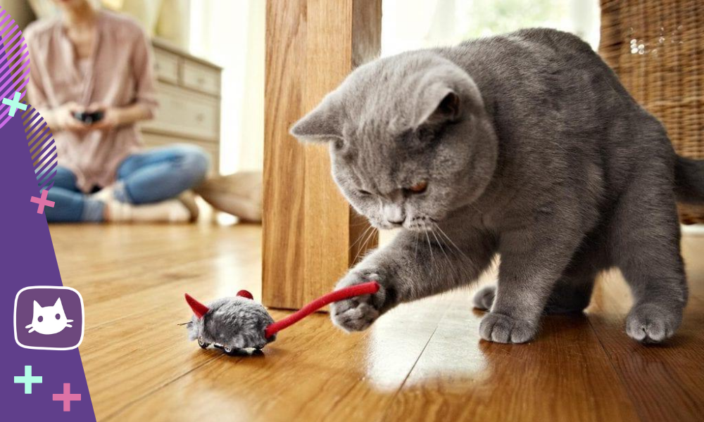 Хорош расшевелить сделано. Котик несет игрушку. Кот ловит игрушку. Ленивый кот который не ловит мышей.