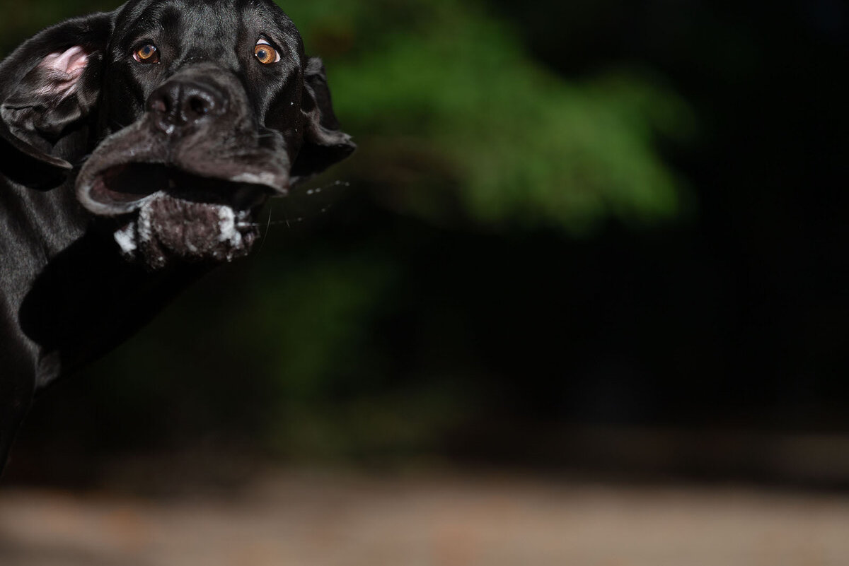 Annett Mirsberger/Mars Petcare Comedy Pet Photo Awards 2020