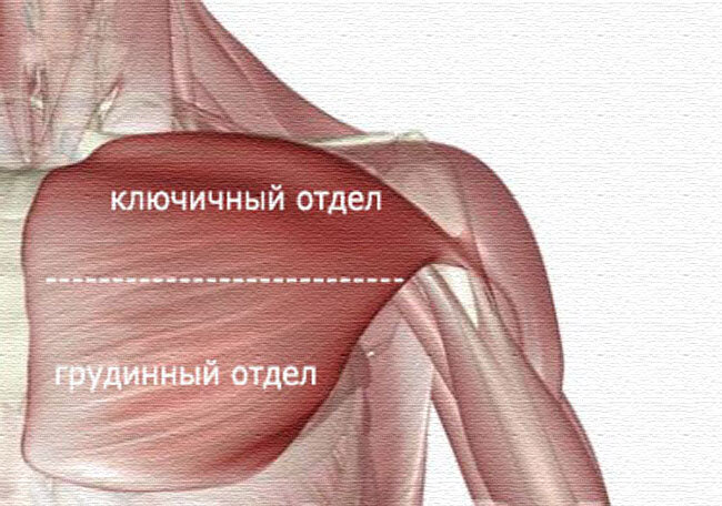 Мышцы груди. Деление на пучки.