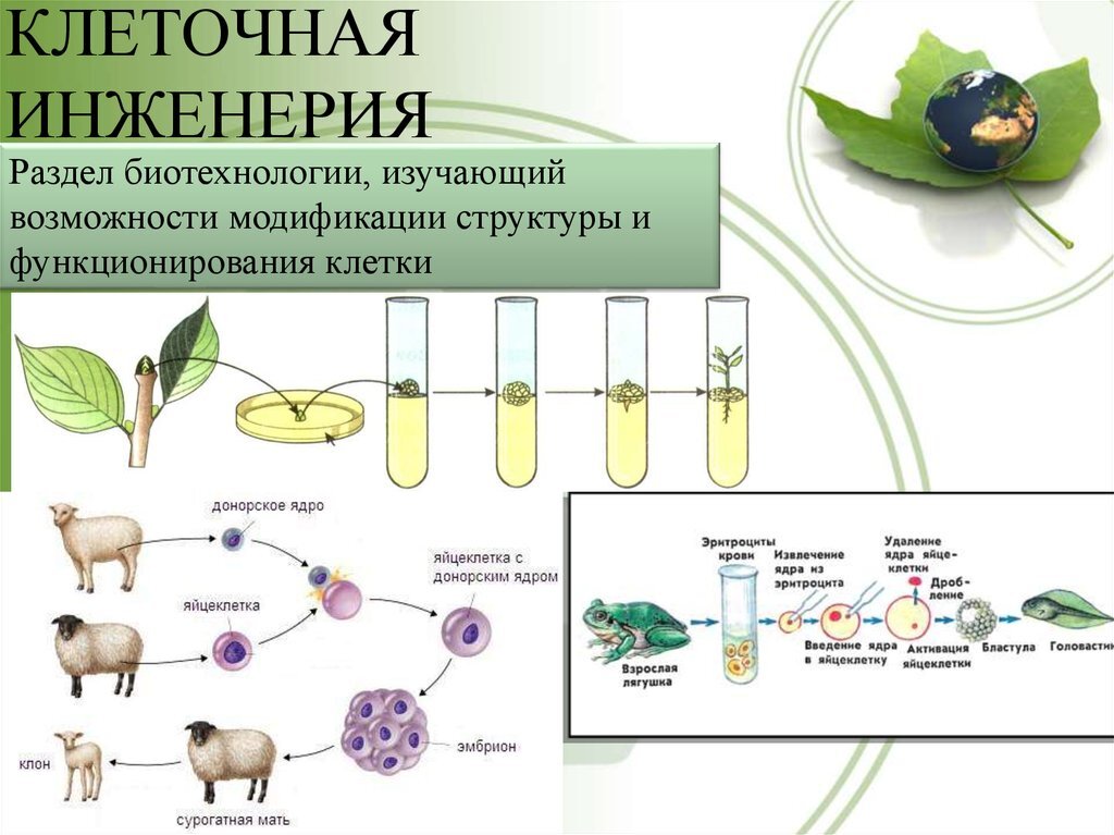 Презентация на тему клеточная инженерия 10 класс