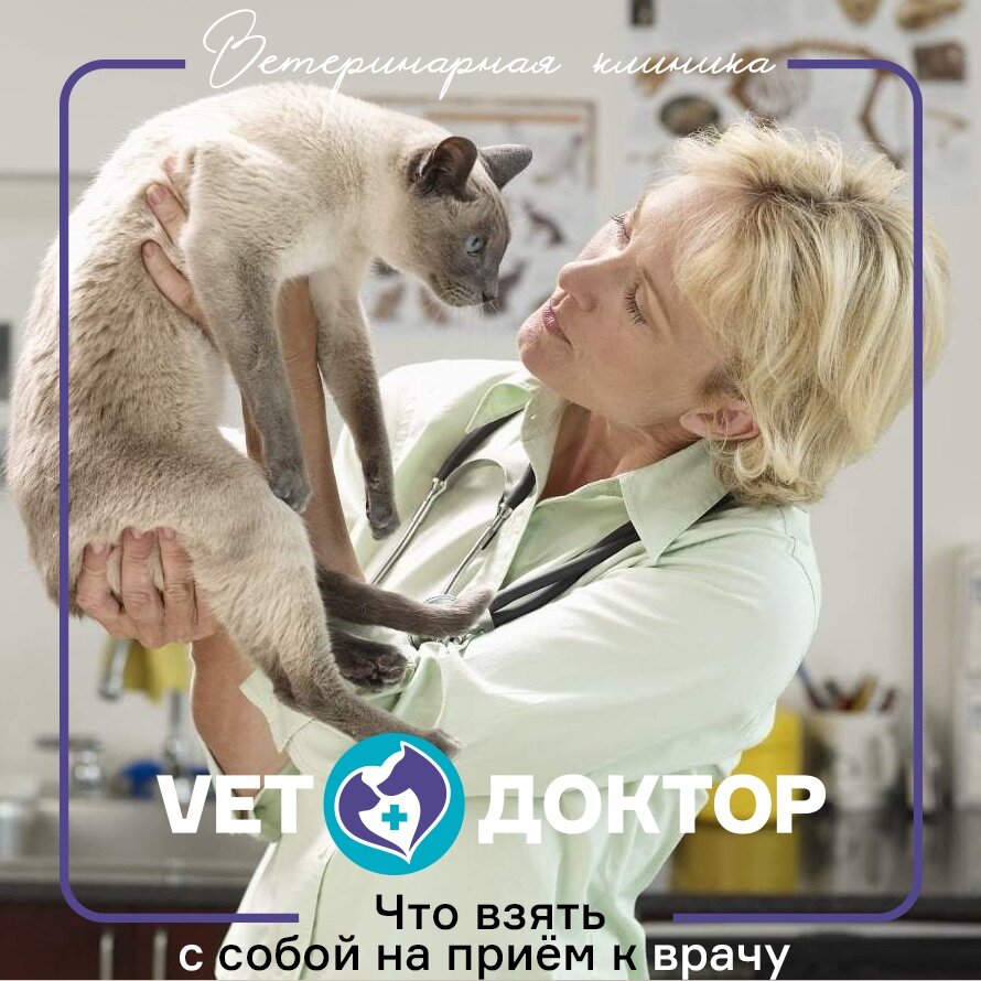 🔸Паспорт питомца с информацией о проведённых вакцинациях (если есть). 🔸Поводок для собак, а также намордник для крупных и агрессивных животных (никто из врачей не хочет быть съеденным, даже слегка🙈).
🔸Переноска для кошек, грызунов, а для птичек - клетка.

‼ИНФОРМАЦИЮ
🔹О том, когда заболело животное, какие проявления болезни.
🔹Информацию про мочеиспускание, стул, аппетит, жажду, рвоту.
🔹Информацию про обработки от гельминтов, блох и клещей (когда, и какими препаратами).
🔹Информацию про рацион (готовый или натуральный). Если корм, то точное название корма, если натуральный рацион, то что в него входит 🥩🥕🥦🍚.
🔹Информацию про добавки к рациону (в том числе и про погрешности🧀🍕🍖🧁 в питании и "фактор бабушки" 🧓).
⠀
⚕Предоставленная информация о жизни Вашего любимца (анамнез жизни и болезни) - залог успешного диагноза и последующего лечения.
⠀
🧐 Бывает такое, когда на приём с питомцем приходит член семьи, ничего не знающий о рационе, вакцинациях, обработках, в таком случае ему надо иметь возможность связаться по телефону с непосредственным хозяином и источником ценной информации + выписать отдельно все вышеперечисленные пункты.

************
📞+7 (992) 352-88-33 (WhatsApp)
📞 54-21-33 (круглосуточно)
🏠 г. Нижневартовск, ул. Мира 60, корпус А
⏰ Пн-Пт с 10:00 до 19:00, Сб-Вс с 10:00 до 17:00