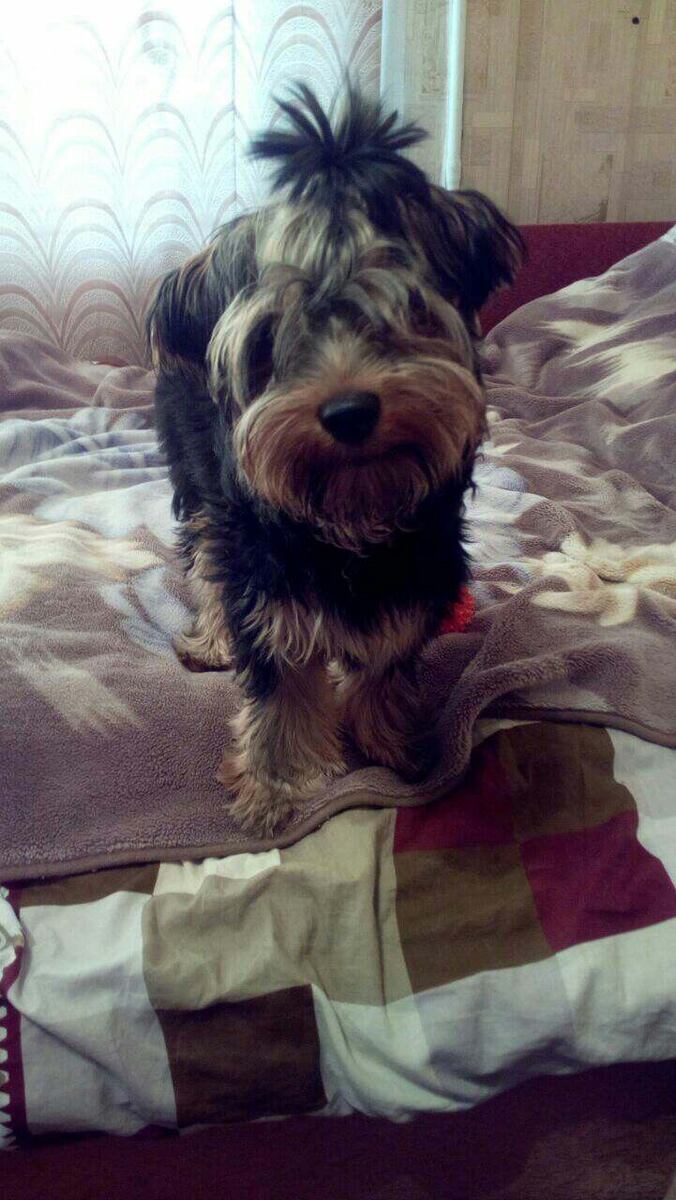 Мотик. Живет в любящей молодой семье.