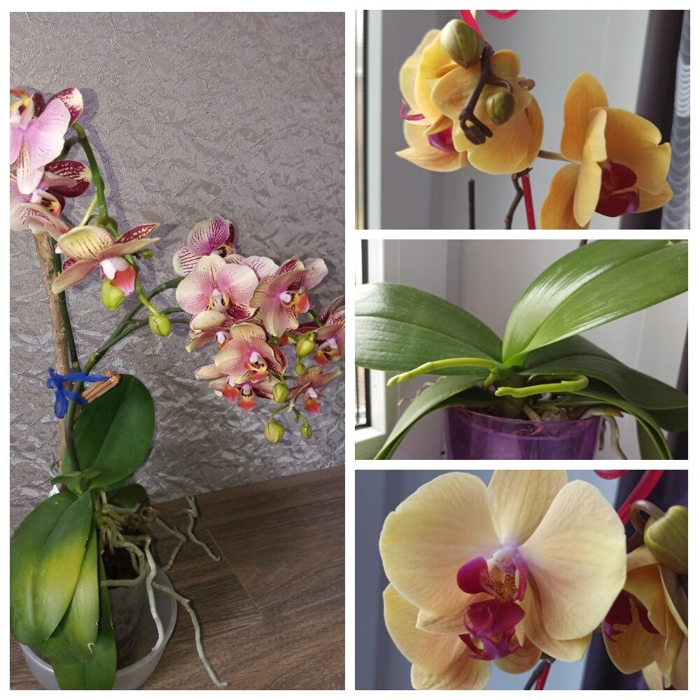 Чесночная вода помогает орхидеям регулярно цвести