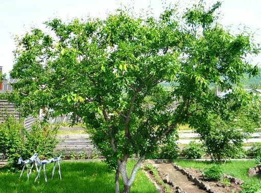 Источник: Яндекс картинки yandex.ru