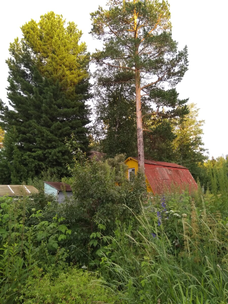 Фото автора. Дача - моя любовь! С нетерпением жду весны!