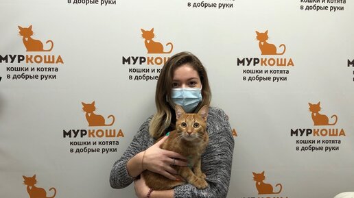 Телеканал «Муркоша»: как игривого Сёмку домой провожали🐾🏡🐈