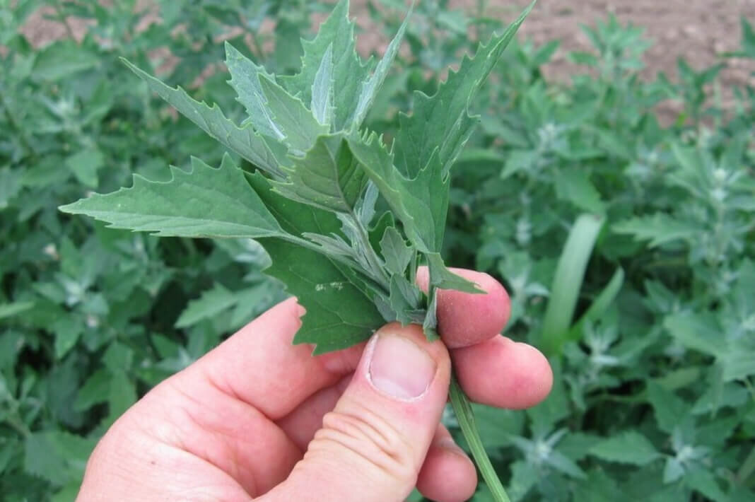 Фото из свободного источника