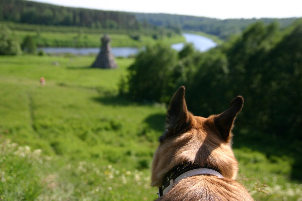Маша - метис немецкой овчарки. Арт-парк Никола-Ленивец. Калужская область.