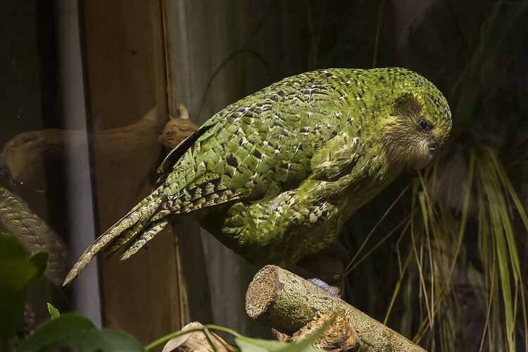 Автор Janice McKenna 
