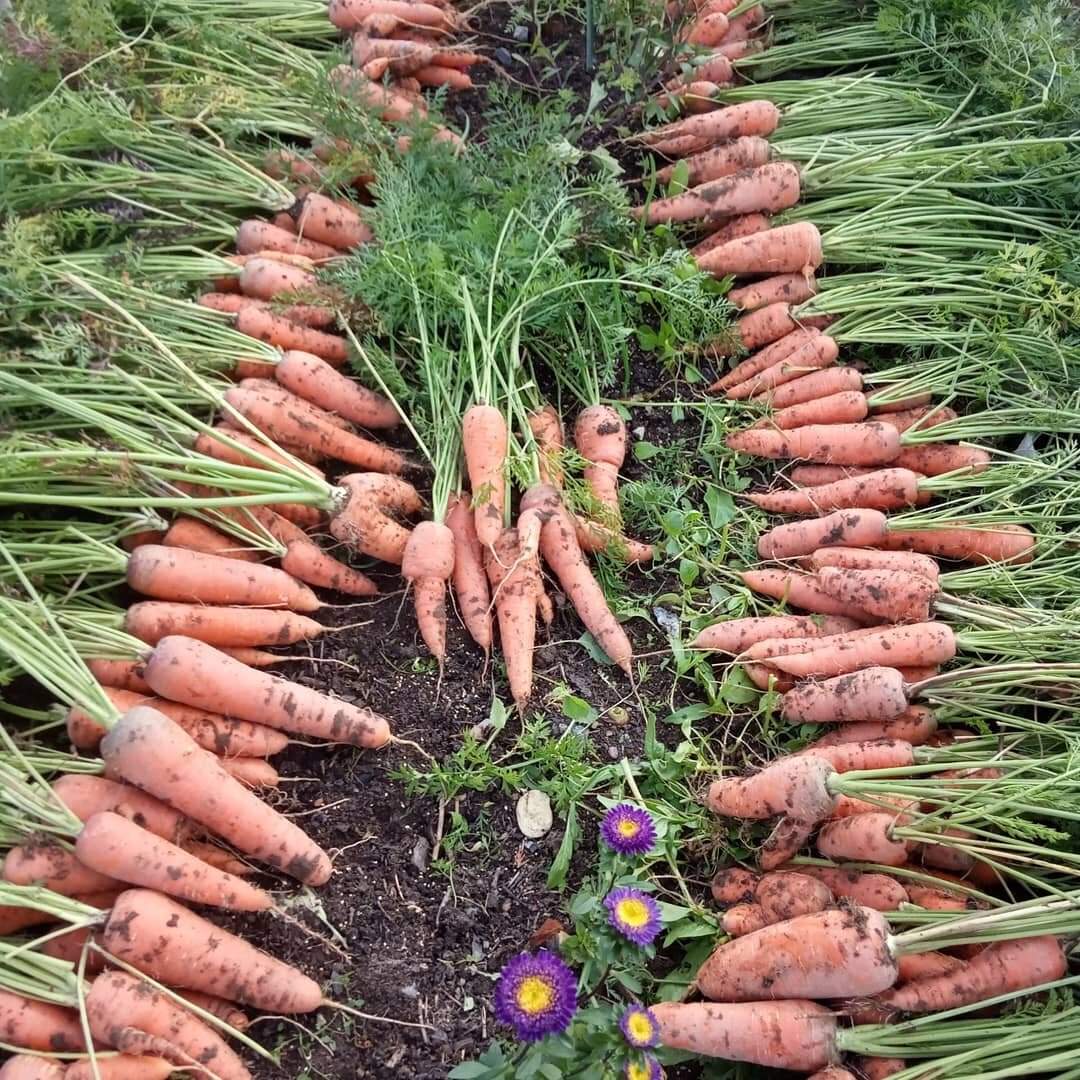 Вот такая морковь у меня вымахала благодаря этому старинному способу (фото автора)