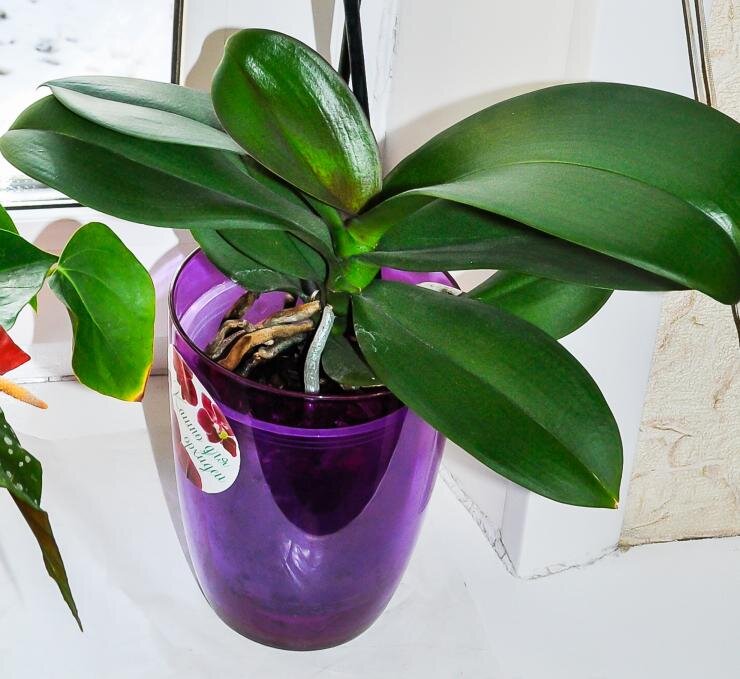 Полив орхидей в домашних после пересадки