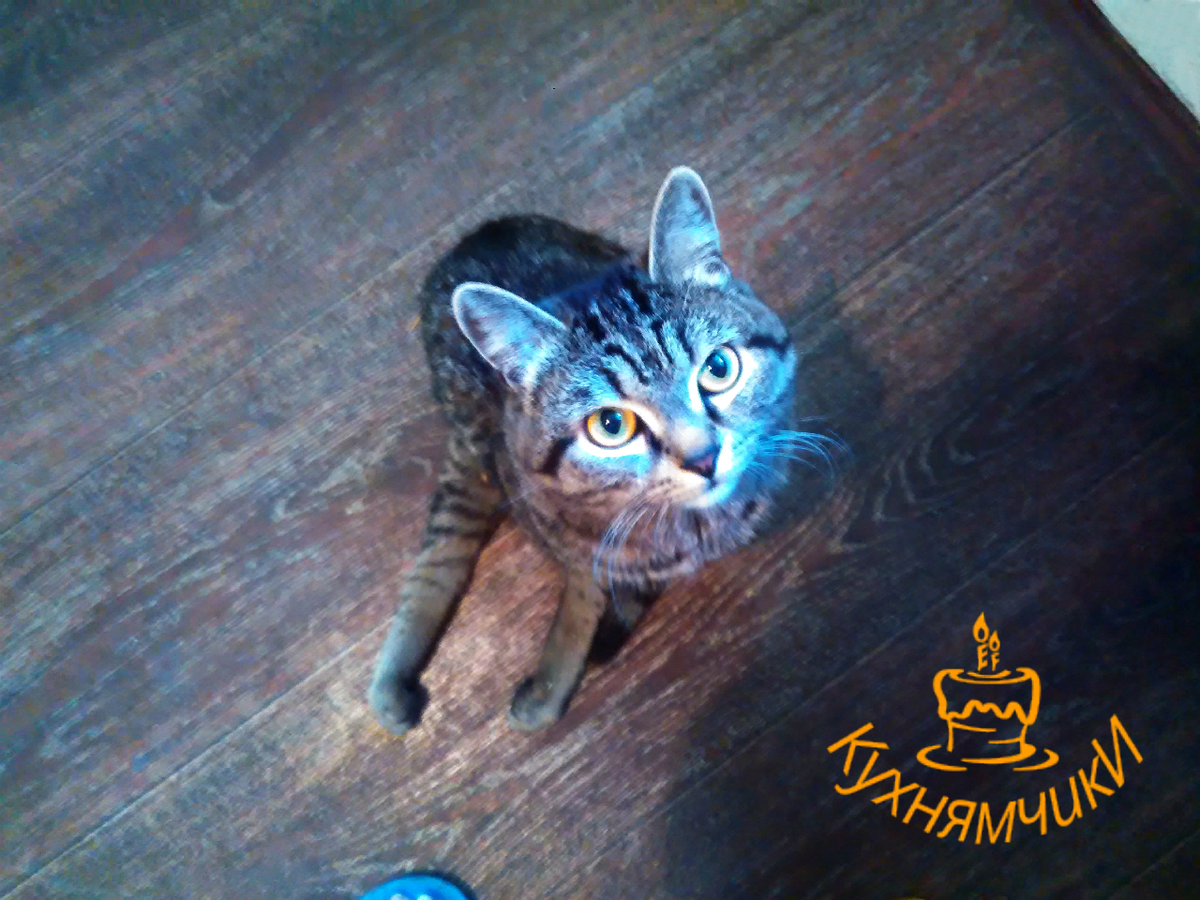 Кыцуша, Солнышко мое, как же мне тебя не хватает..