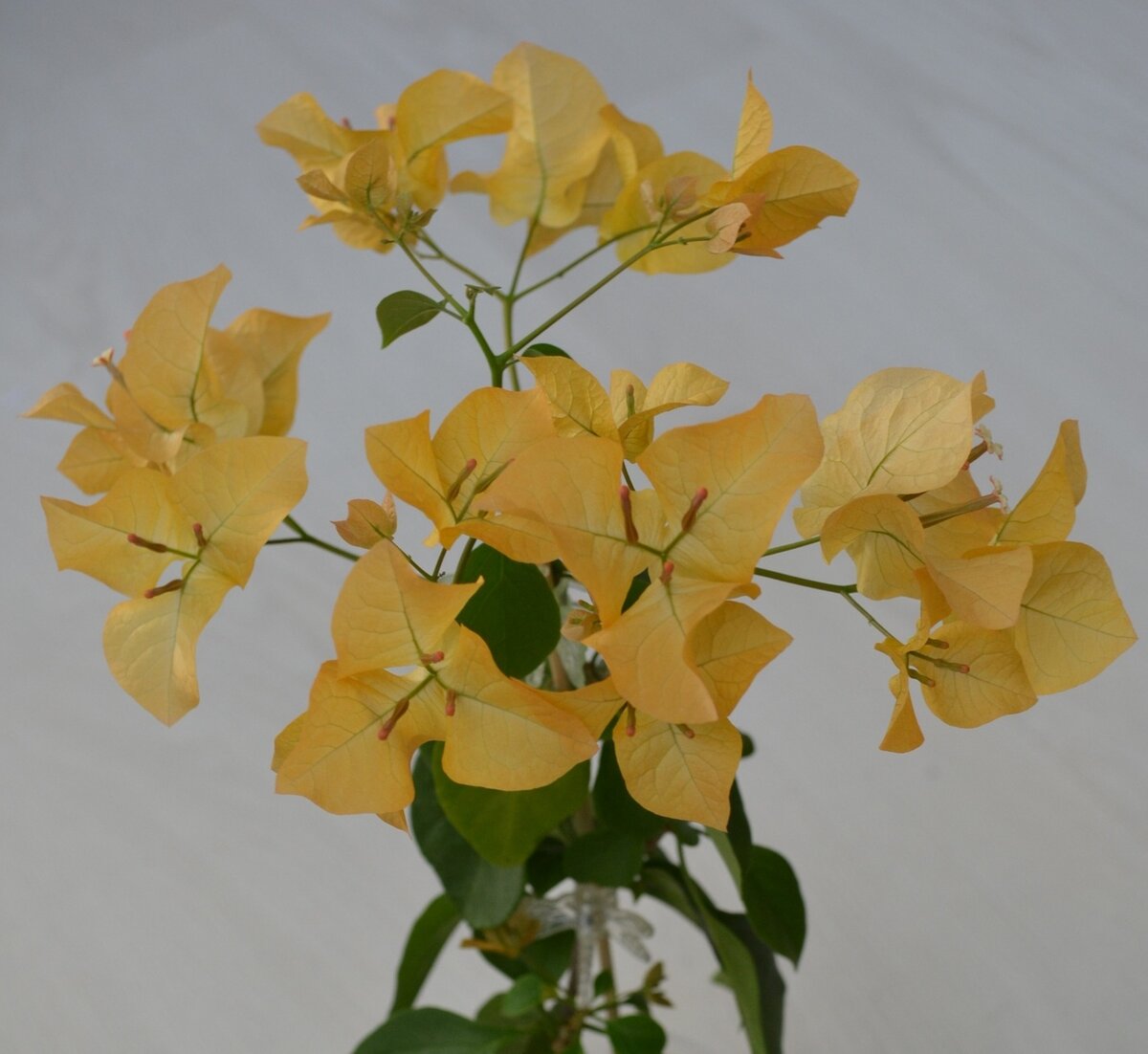 Сорт Golden tango