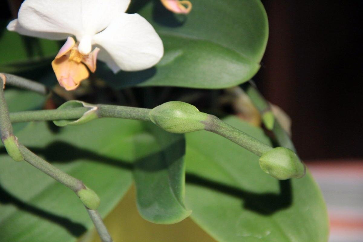 Способы размножения орхидеи Фаленопсис
