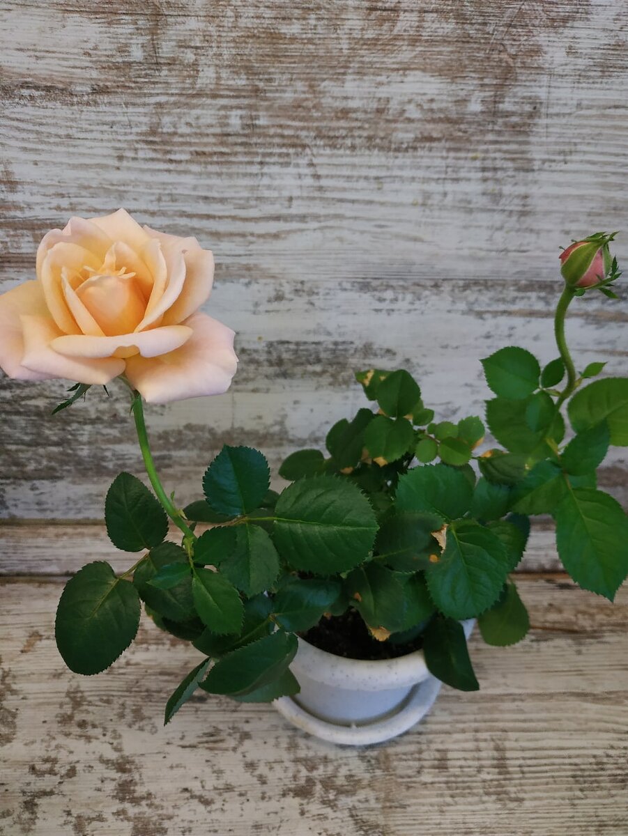 Роза японской селекции для дома.