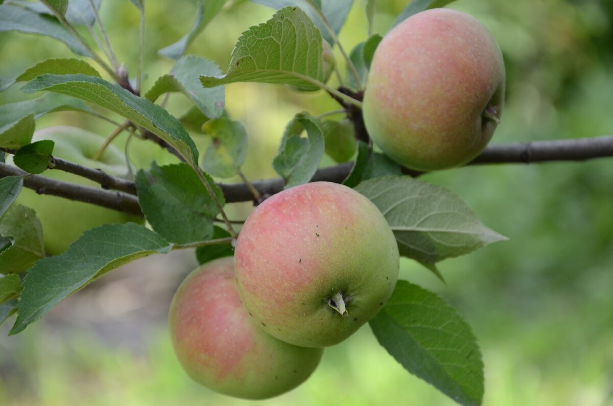 Молодая яблонька плодоносит