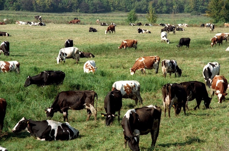 Стадо "Коммерческих коров"