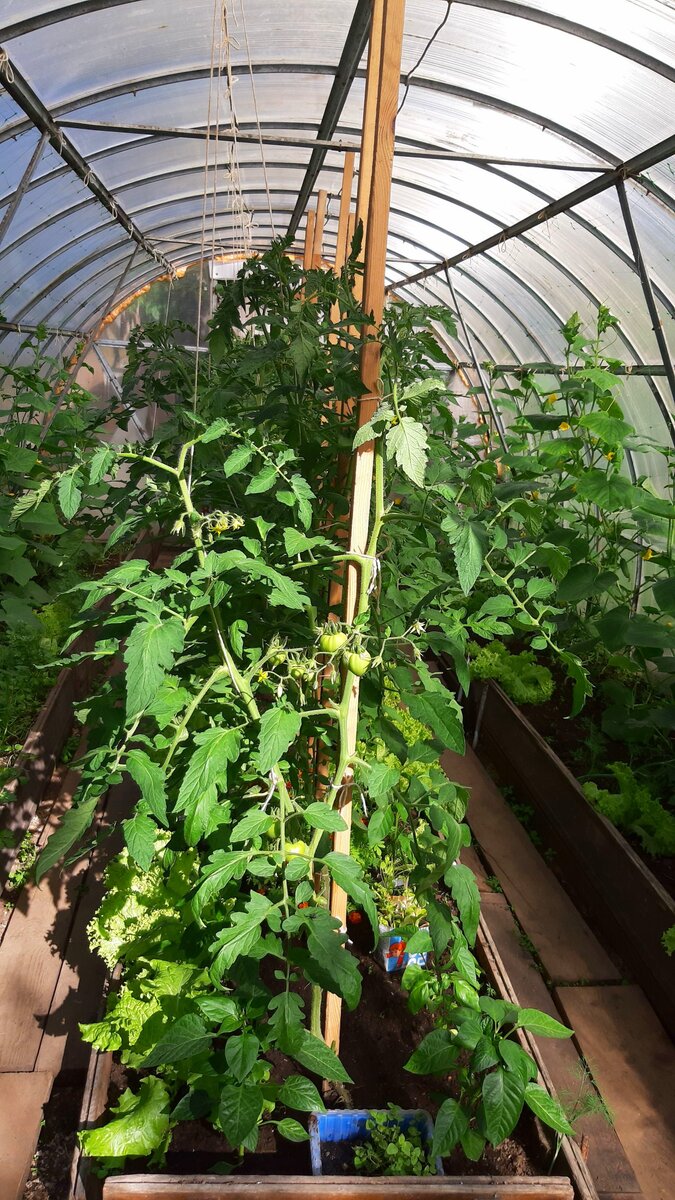 Наша поликарбонатная теплица. Фото автора.