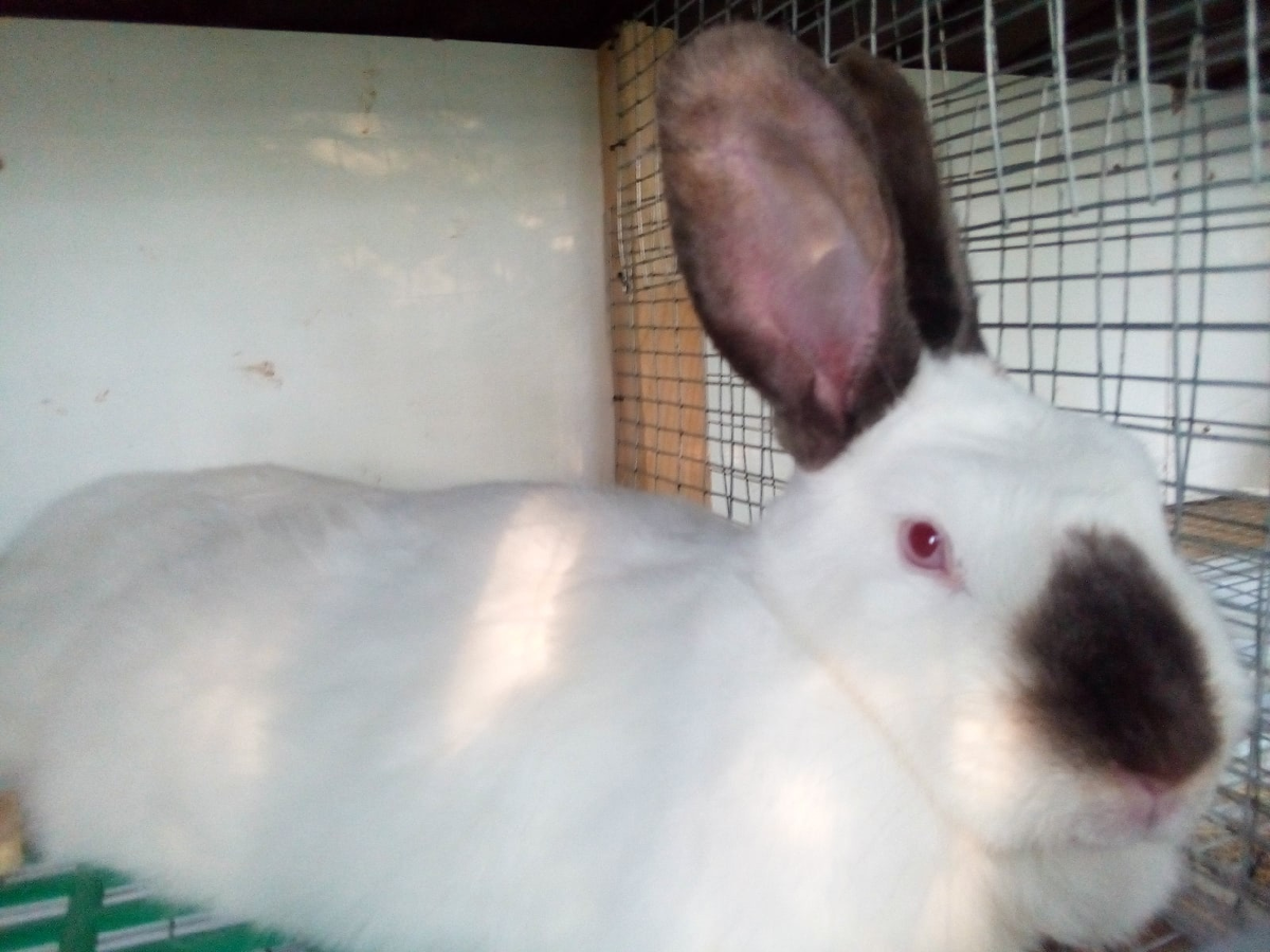 Элли, одна из новых девчонок.