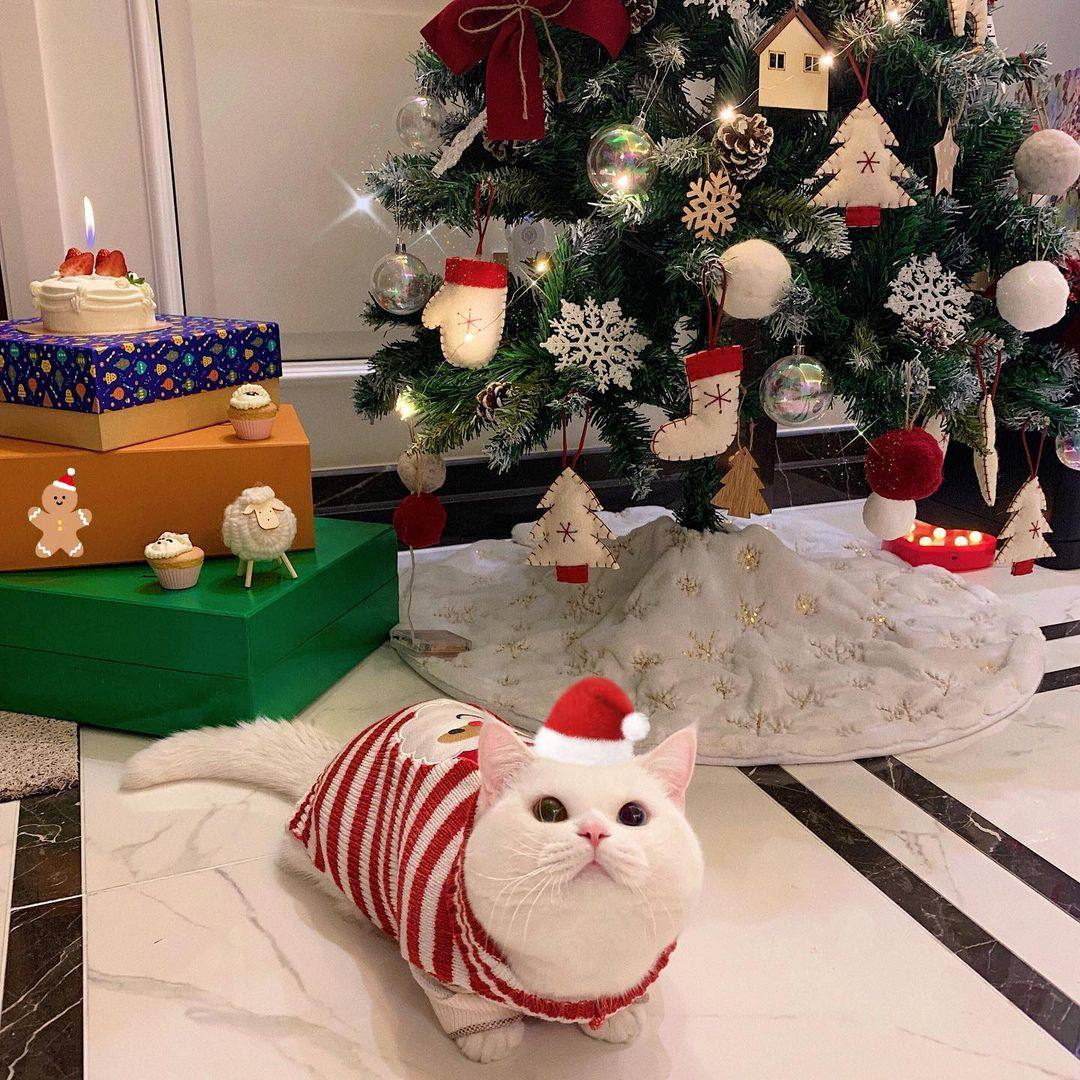 "Где мой подарок? Мяу"