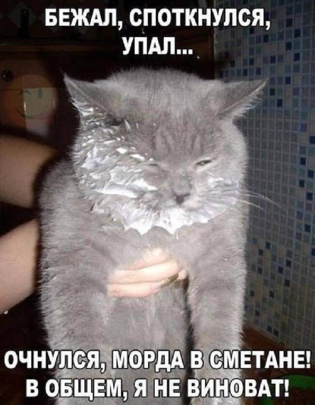 Ах ты, пушистый хитрец!