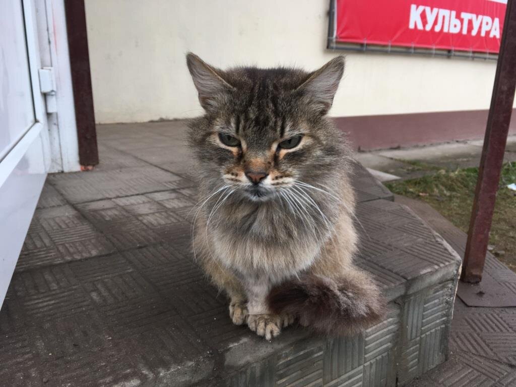 Про кота лишившегося достоинства по глупости. Кот сам себя перехитрил |  Цветок под солнцем🌷 | Дзен