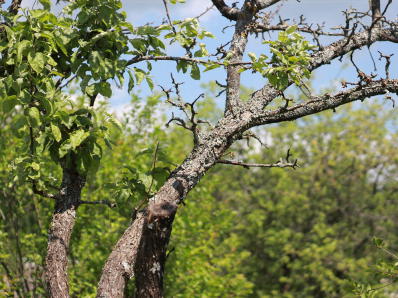Гниет ли дерево в глине