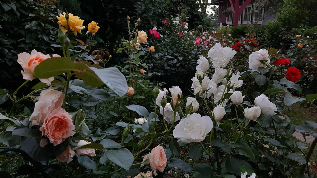 Цветочница анюта дзен. Цветочница анюта последние публикации. Анна жданова цветочница анюта. Цветочница анюта последние публикации. Цветочница анюта дзен.