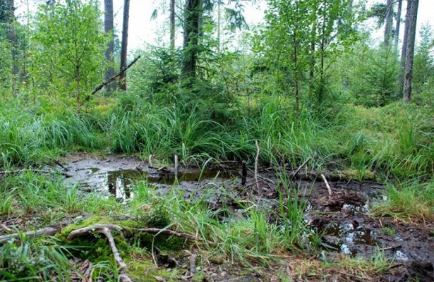 Фото из Интернета