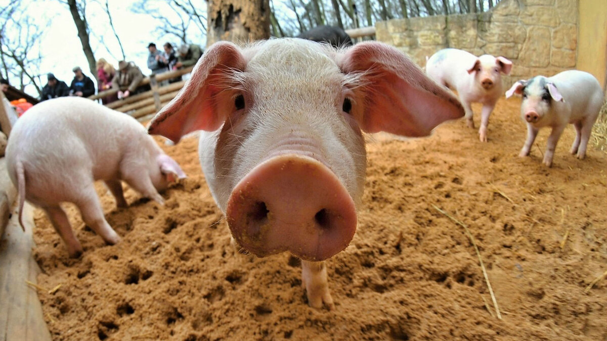 Странности в мире животных. Источник: Яндекс картинки