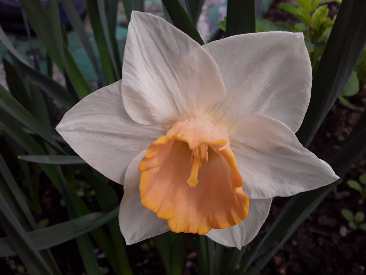 Если читатели-знатоки помогут определить сорта - буду очень благодарна