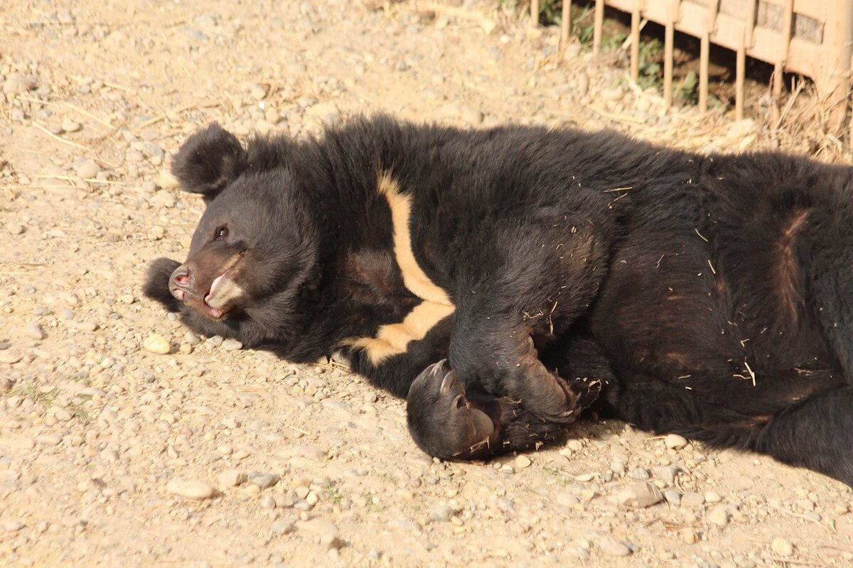 Гималайский белогрудый медведь, фото https://pixabay.com/ru/users/zoosnow-3355789/