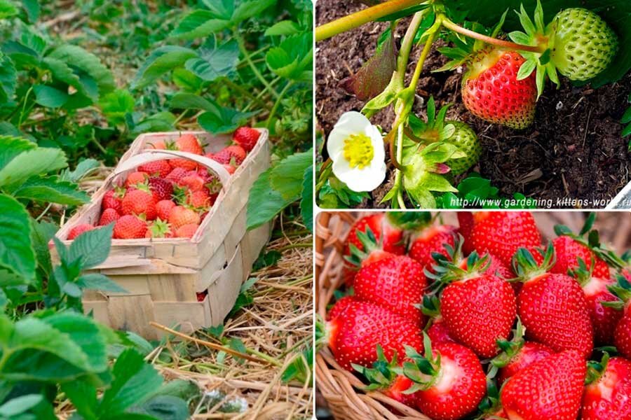Как и чем подкормить клубнику, чтобы ягоды стали слаще и крупнее