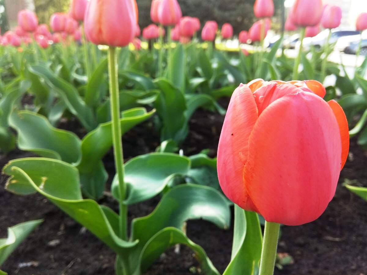Чем подкормить тюльпаны весной для пышного цветения